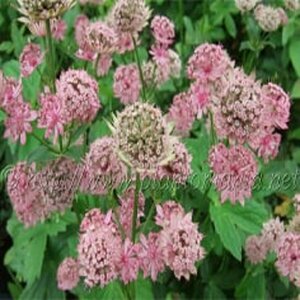 Astrantia major 'Pink Pride' P9