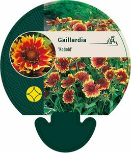 Gaillardia 'Kobold' P9 - afbeelding 2