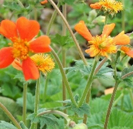 Geum coccineum 'Borisii' P9 - afbeelding 4