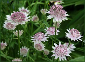 Astrantia major 'Buckland' P9 - afbeelding 4