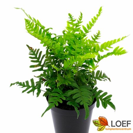 Polypodium vulgare C2 - afbeelding 3