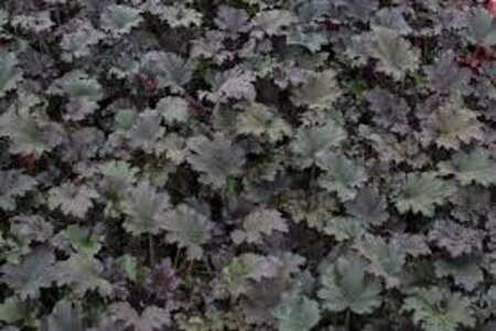 Heuchera 'Binoche' P9 - afbeelding 4
