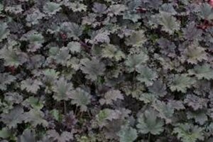 Heuchera 'Binoche' P9 - afbeelding 4