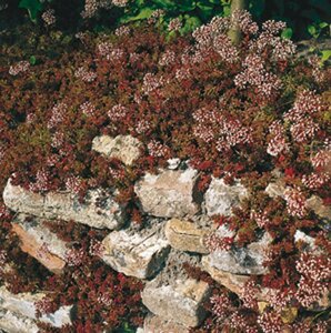 Sedum album 'Coral Carpet' P9 - afbeelding 4