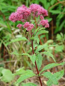 Eupatorium purpureum P9