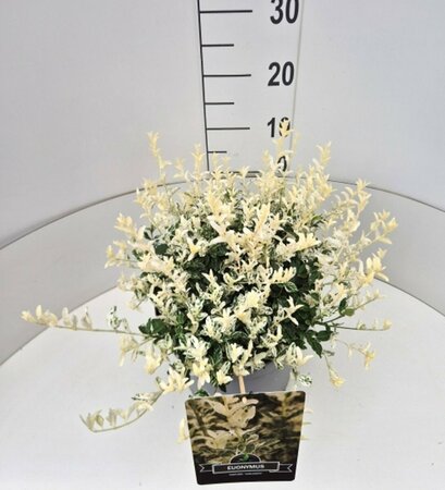 Euonymus fortunei 'Harlequin' 20/25 C. - afbeelding 5