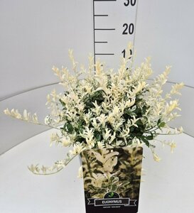 Euonymus fortunei 'Harlequin' 20/25 C. - afbeelding 4