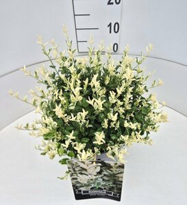 Euonymus fortunei 'Harlequin' 20/25 C. - afbeelding 9