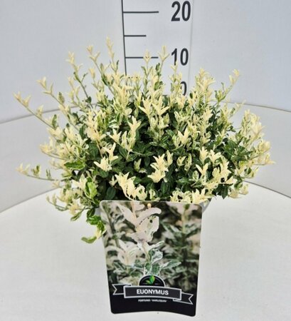 Euonymus fortunei 'Harlequin' 20/25 C. - afbeelding 8