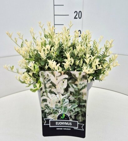 Euonymus fortunei 'Harlequin' 20/25 C. - afbeelding 7