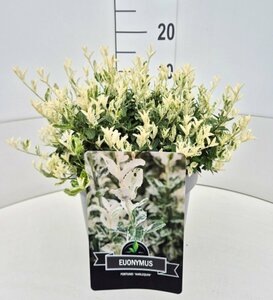Euonymus fortunei 'Harlequin' 20/25 C. - afbeelding 7