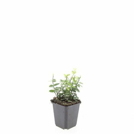 Euonymus fortunei 'Harlequin' 20/25 C. - afbeelding 12