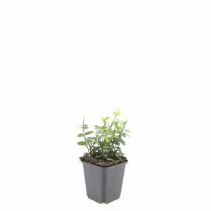 Euonymus fortunei 'Harlequin' 20/25 C. - afbeelding 12