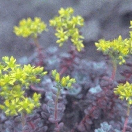 Sedum spathulifolium 'Purpureum' P9 - afbeelding 3