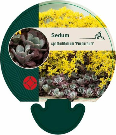 Sedum spathulifolium 'Purpureum' P9 - afbeelding 2