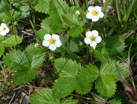 Fragaria vesca P9 - afbeelding 3