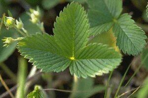 Fragaria vesca P9