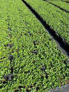 Fragaria vesca P9 - afbeelding 6
