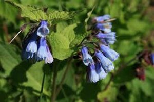 Symphytum grandiflorum 'Hidcote Blue' P9 - afbeelding 1