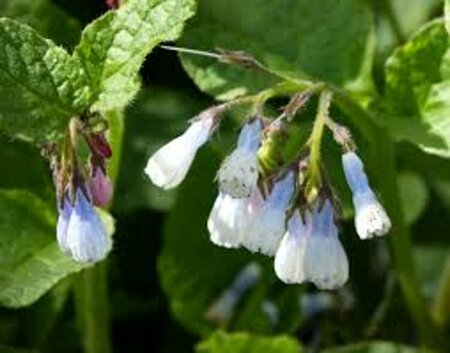 Symphytum grandiflorum 'Hidcote Blue' P9 - afbeelding 2
