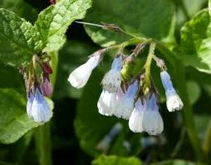 Symphytum grandiflorum 'Hidcote Blue' P9 - afbeelding 2