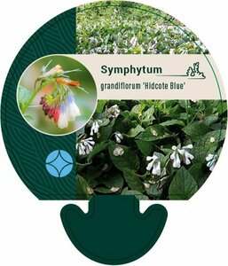 Symphytum grandiflorum 'Hidcote Blue' P9 - afbeelding 5