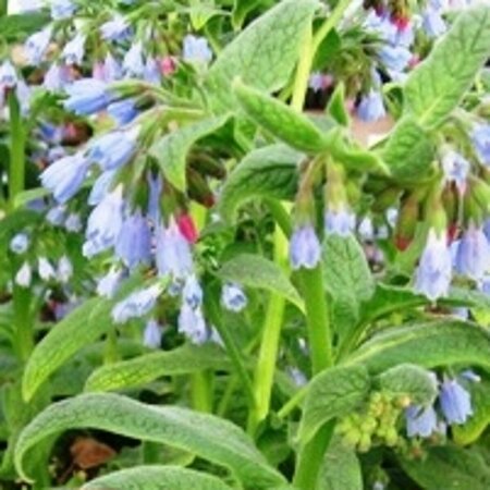 Symphytum grandiflorum 'Hidcote Blue' P9 - afbeelding 3