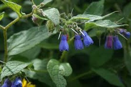 Symphytum grandiflorum 'Hidcote Blue' P9 - afbeelding 4