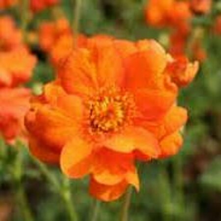 Geum 'Prinses Juliana' P9 - afbeelding 2