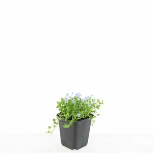 Isotoma fluviatilis P9 - afbeelding 4
