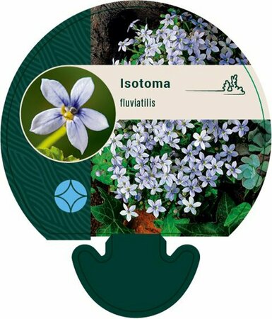 Isotoma fluviatilis P9 - afbeelding 8