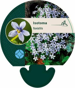 Isotoma fluviatilis P9 - afbeelding 8
