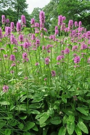 Betonica officinalis 'Hummelo' P9