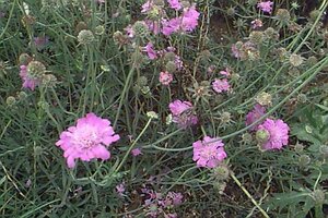 Scabiosa columbaria 'Butterfly Blue' P9 PlanetProof - afbeelding 2