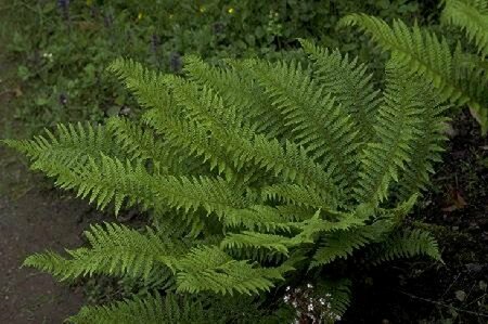 Polystichum aculeatum P11 - afbeelding 1