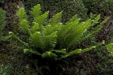 Polystichum aculeatum P11 - afbeelding 2