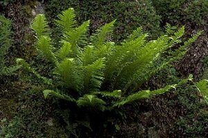Polystichum aculeatum P11 - afbeelding 2