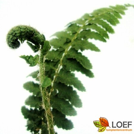 Polystichum aculeatum P11 - afbeelding 3