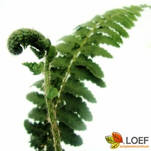 Polystichum aculeatum P11 - afbeelding 3