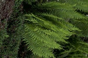 Polystichum aculeatum P11 - afbeelding 5