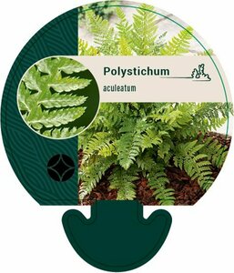 Polystichum aculeatum P11 - afbeelding 8