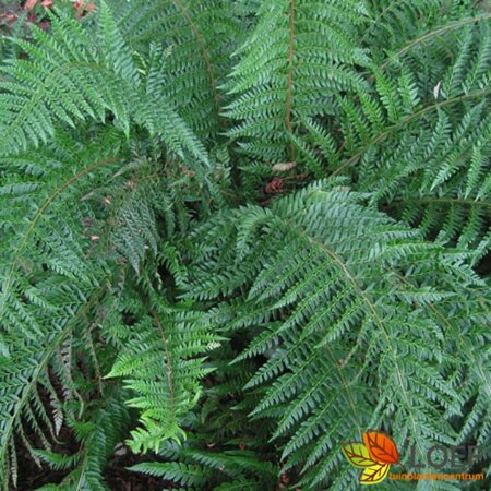 Polystichum aculeatum P11 - afbeelding 6