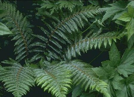 Polystichum aculeatum P11 - afbeelding 7
