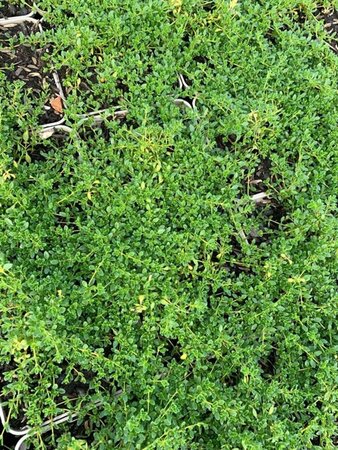 Thymus praecox 'Albiflorus' P9 - afbeelding 2