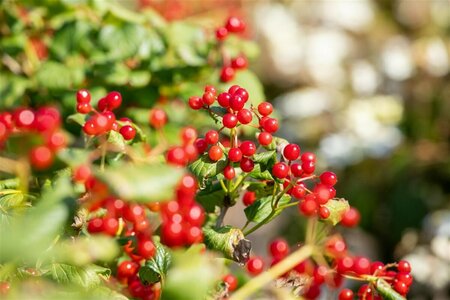 Viburnum opulus 'Compactum' 80/100 C. - afbeelding 2