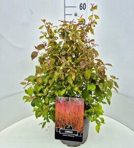 Cornus sanguinea 'Midwinter Fire' 100/125 C. - afbeelding 3