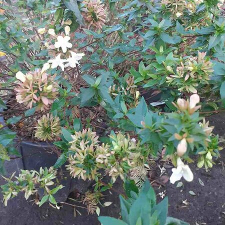 Abelia grandiflora C10 - afbeelding 3