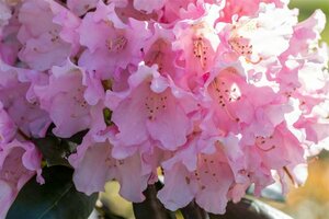 Rhododendron (Y) 'Kalinka' 60/80 C.