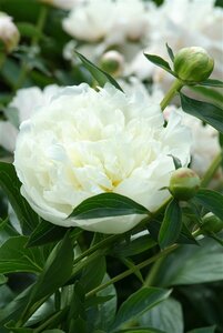 Paeonia lactiflora 'Duchesse de Nemours' P11 - afbeelding 2