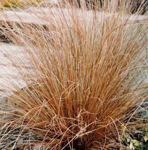 Carex buchananii P9 - afbeelding 2